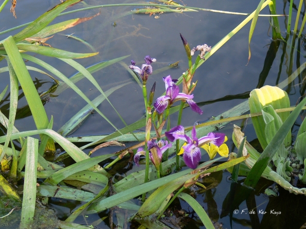 Bois des Moutiers (62) Juin 2012